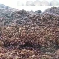 کود حیوانی گوسفند.بار