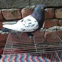 کبوتر نر پلنگ نر سینه سیا