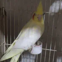 عروس هلندی|پرنده|گنبد کاووس, |دیوار