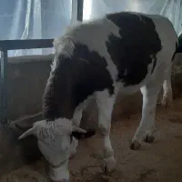 گوساله سیمینتال مونت بیلیارد