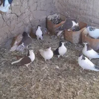 کفتر سده|پرنده|عطاملک, |دیوار