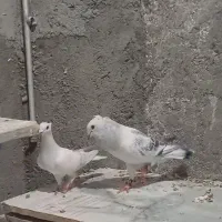 جفت کرمانی کاکلی درجه ۱