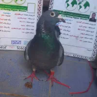 با عرض سلام به عشق بازان عزیز یه عدد کبوتر پلاگی