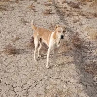 سگ.|سگ|زابل, |دیوار