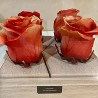 گل رز جاودان|گل و گیاه طبیعی|تهران, آذری|دیوار