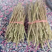پیوند و ترکه‌ اکبری واحمد آقای پنج برگ سفیدپسته