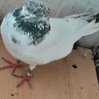 این  کبوترها ازم گم شودن هرکی  گرفته  پول می دم