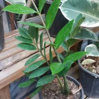 گل طبیعی نو از گلخانه|گل و گیاه طبیعی|مشهد, خواجه ربیع|دیوار