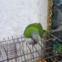 طوطی راهب فول رام