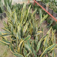 فروش انواع گل و گیاه