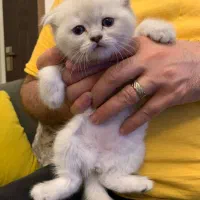 بچه گربه اشرافی و سلطنتی از ژن وارداتی|گربه|تهران, شهرک غرب|دیوار