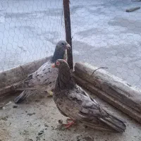 چند جفت کبوتر مولد به شرط|پرنده|ساری, |دیوار