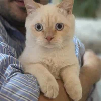 گربه سفید به اسم موچی