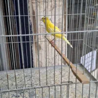 یک عدد قناری کاکلی طلایی