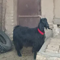 بز کهره دار و آبستن