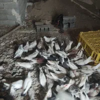 یک جفت کله سیاه