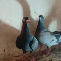 کفتر|پرنده|گناباد, |دیوار