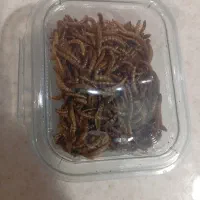 کرم خشک میلورم