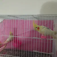 لوتینو|پرنده|مشهد, طبرسی شمالی|دیوار