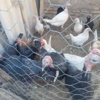 بوقلمون|حیوانات مزرعه|کوهسرخ, |دیوار