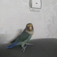 طوطی برزیلی نر|پرنده|اسلامشهر, شهرک مفیدی|دیوار