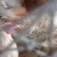 کود مرغی خالص و خاک برگ پوسیده|لوازم جانبی حیوانات|رشت, نخودچر|دیوار