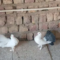 کبوتر دم چتری