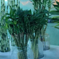 بامبو|گل و گیاه طبیعی|جیرفت, |دیوار