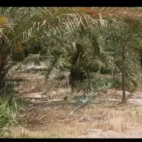 جویای کارم کودپهن کردن نگهبانی