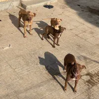 پیتبول پیت بول