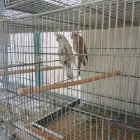 عروس هلندمواد
