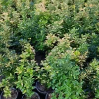 شمشاد طلایی ونعنایی قیمت درهم بگیرید 10|حراج|عباس‌آباد, |دیوار