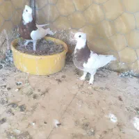 کبوتر جوجه