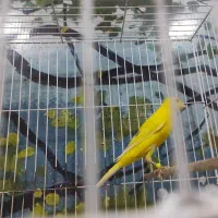 دو تا قناری لیمویی نر دو تا قناری نر لیمویی