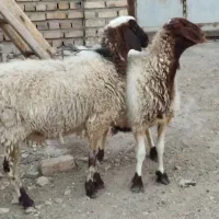 دوعددمیش جوان آبستن سه ماهه بشرط سونوگرافی|حیوانات مزرعه|مشهد, آبکوه|دیوار