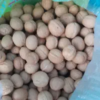 فروش روغن ،گردو چای دو۶غزال۲۰۰گرمی