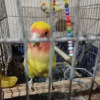 طوطی برزیلی معاوضه