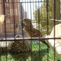 پرنده خوش آواز|پرنده|محمدیه-قزوین, |دیوار