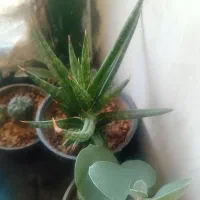 گل گیاه|گل و گیاه طبیعی|صحنه, |دیوار