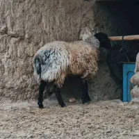 فروش ویژه شگفت انگیز قوچ هترو نر همووبره