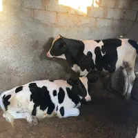 گوساله