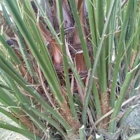 فروش پاجوش کلوته