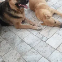 سگ ژرمن گمشده|حیوانات|کرج, حصارک بالا|دیوار