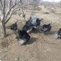 بوقلمون|حیوانات مزرعه|نوشین شهر, |دیوار