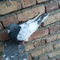 کبوتر کله سبز گوی باش