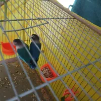 طوطی برزیلی ابی کاربنی کوتوله اپال فیشر البینو