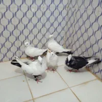 دم سیاه|پرنده|بندر ماهشهر, |دیوار