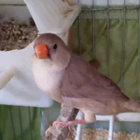 چند فنچ اورنج با جوجه..چند جفت بلک بادی و بلک برست|پرنده|قم, پردیسان|دیوار