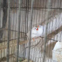 فنچ مولد لنگرود