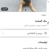 سگ ژرمن مریضه دارو مصرف میکنه